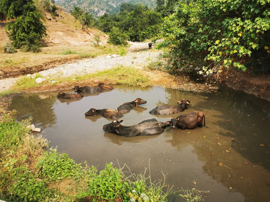 Un troupeau de vaches se baigne dans une mare