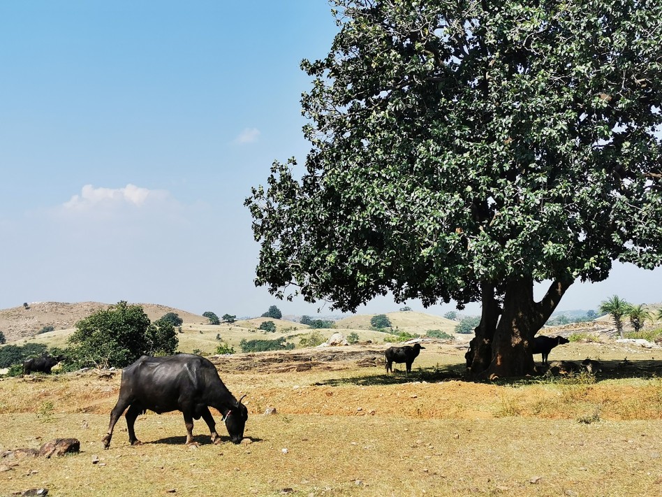 Un troupeau de vaches cherche de l'ombre